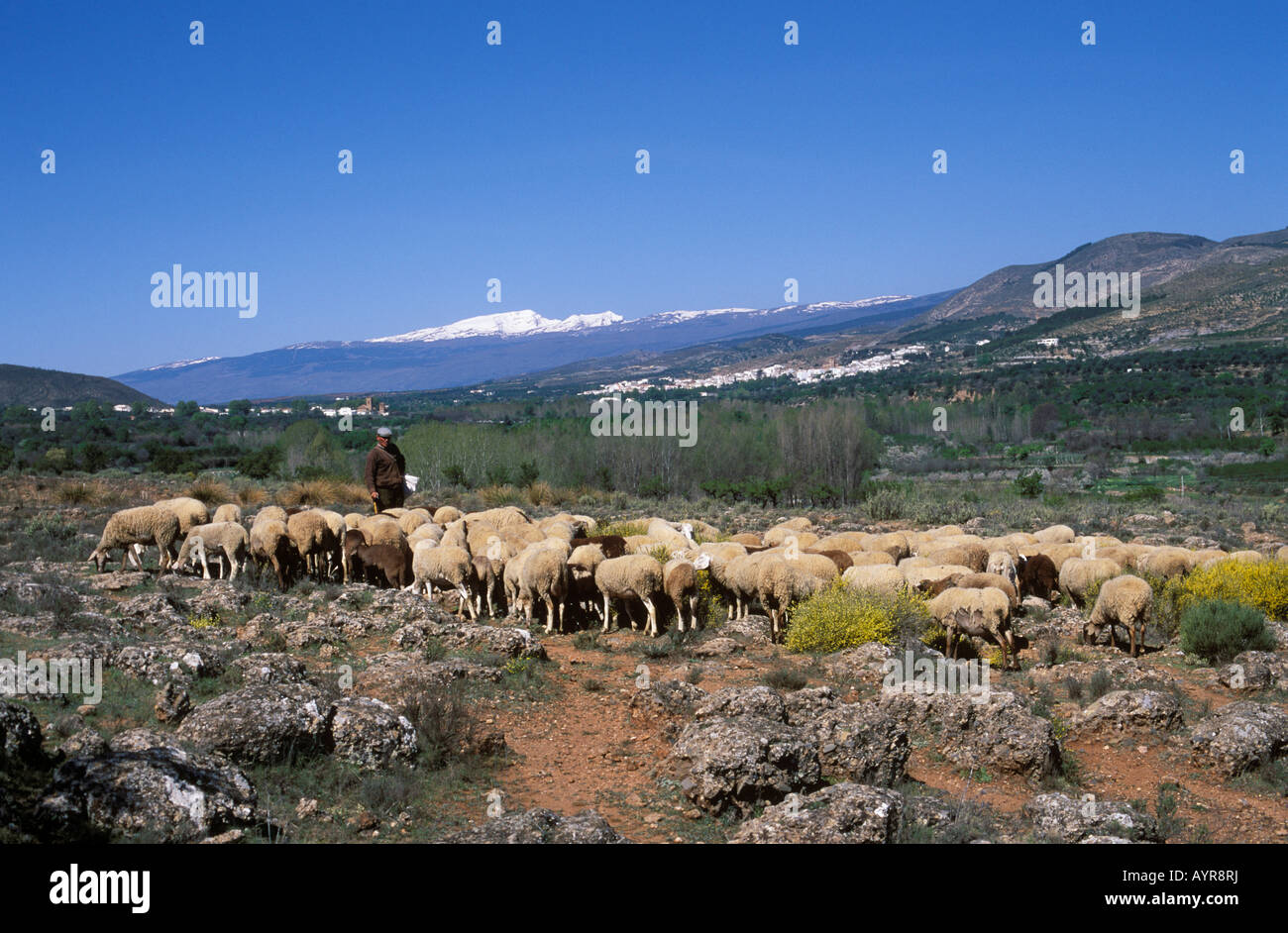 Herde Schafe vor der Sierra Nevade, Alpujarras, Almeria, Andalusien, Spanien Stockfoto
