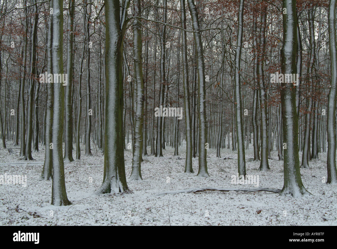 Schnee bestäubt Buche Stämme Stockfoto