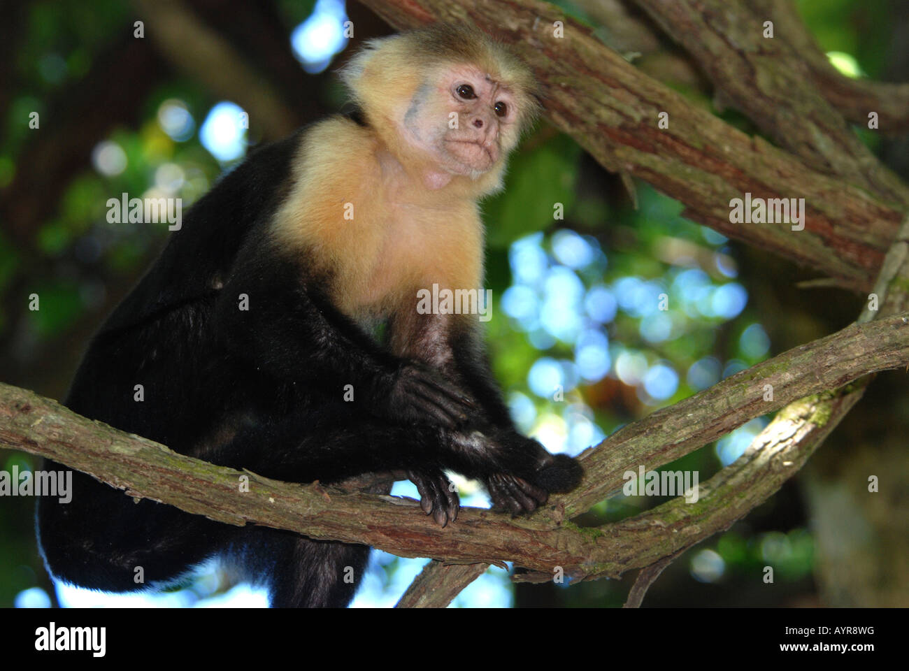 Weiße-throated ehemaliges Affe, Cebus Capucinus, Costa Rica Stockfoto