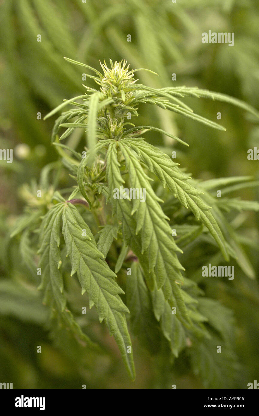 Blätter der weiblichen Marihuana Cannabis Sativa Stockfoto
