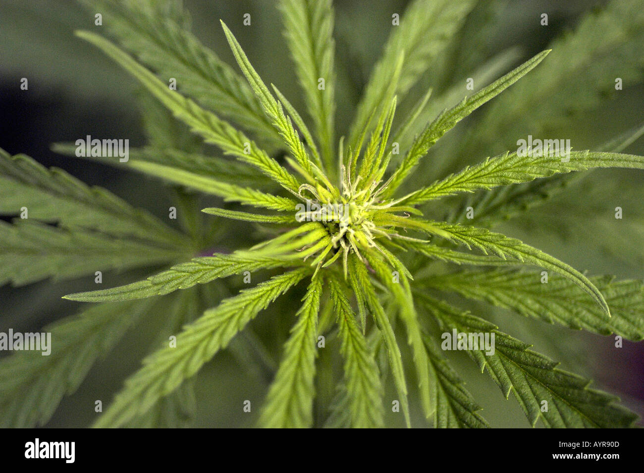 Blätter der weiblichen Marihuana Cannabis Sativa Stockfoto