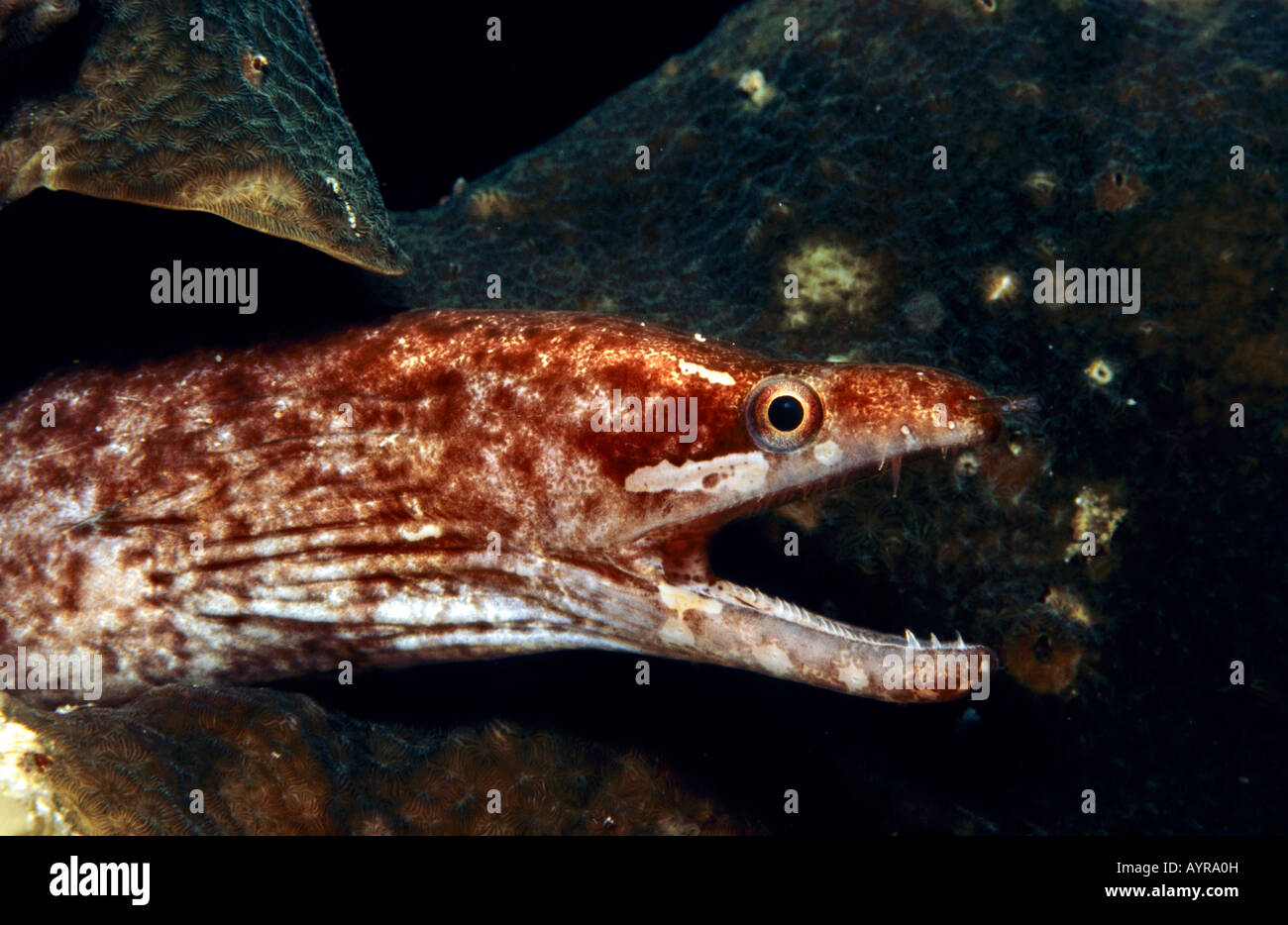 Ausgeschlossen-Fin Muräne (Gymnothorax Zonipectis), Indonesien Stockfoto