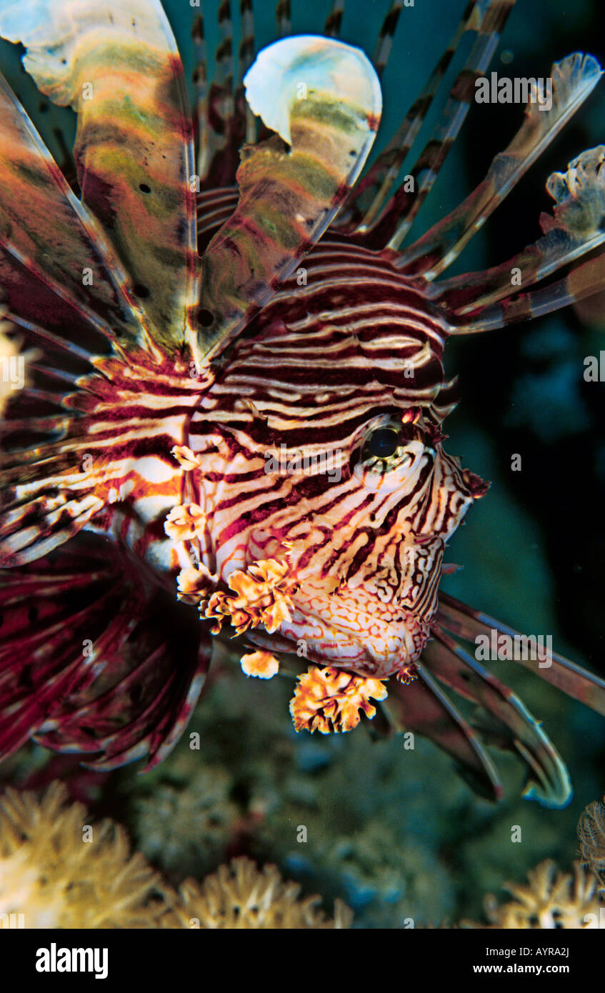 Rot Rotfeuerfisch (Pterois Volitans), Rotes Meer Stockfoto