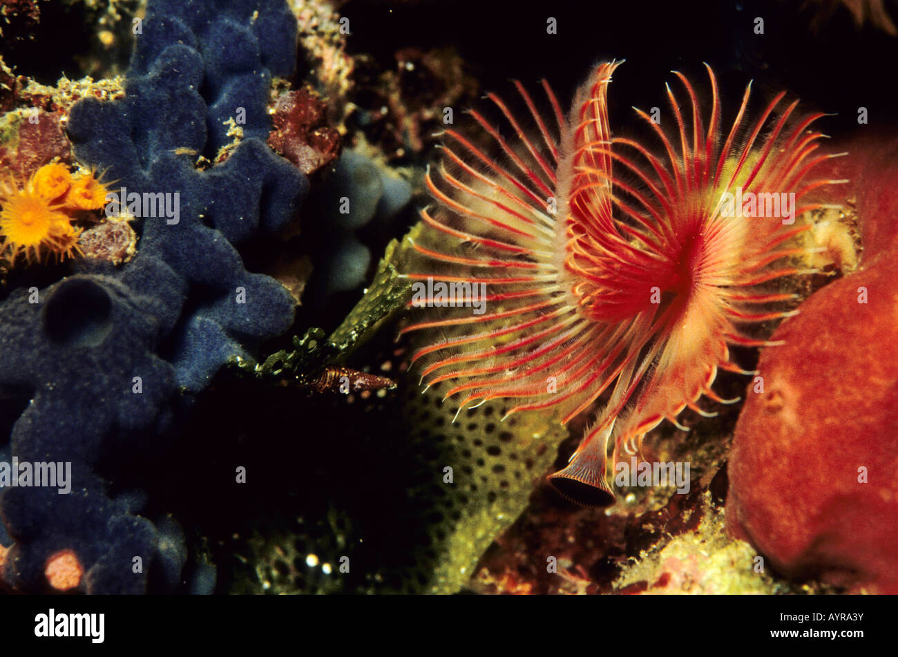 Roter Röhrenwurm, Red Tube Worm (Serpula Vermicularis), Mittelmeer Stockfoto