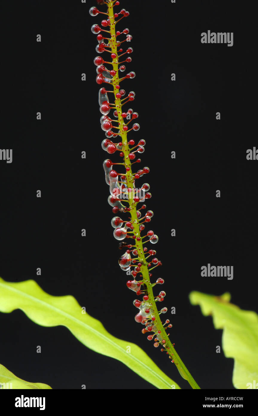 Airy Shaw (Triphyophyllum Peltatum). Glanduläre Blatt mit normalen Blättern im Hintergrund Stockfoto