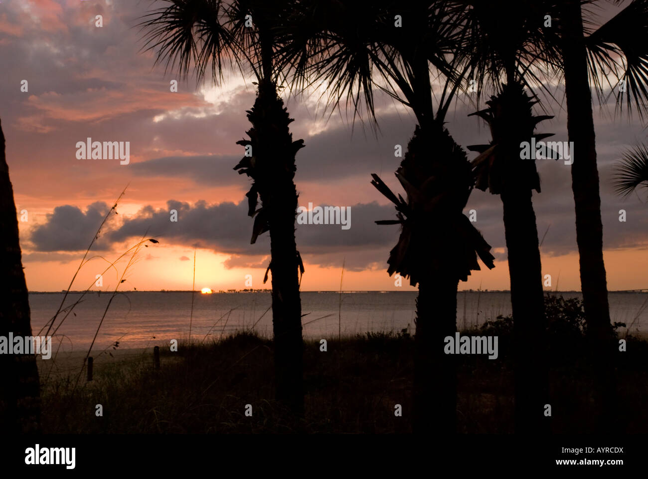 Ein schöner Blick auf einen Sonnenuntergang Blick warf einige Palmen Stockfoto