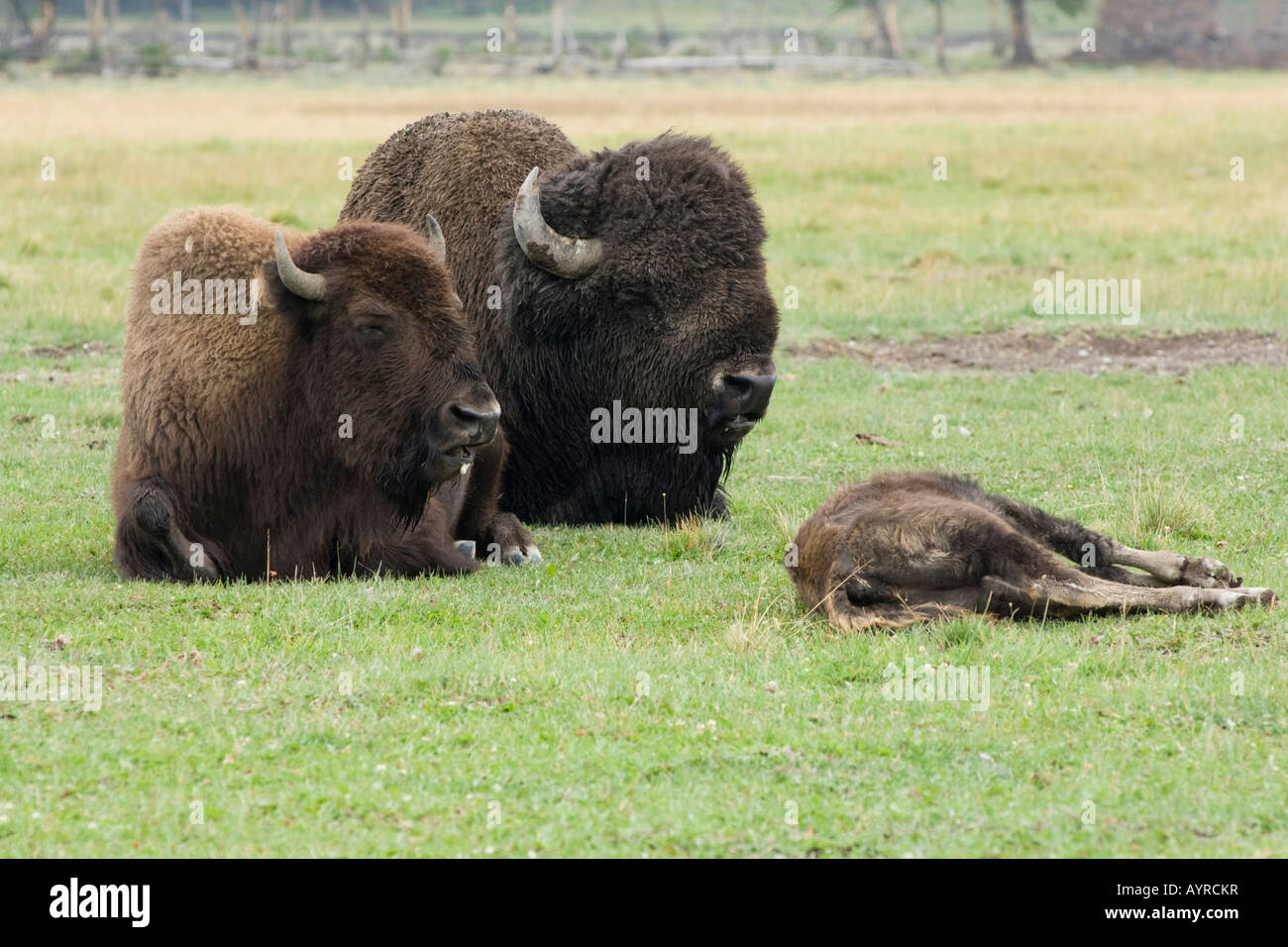 Amerikanische Büffel (Bison Bison) kauen Wiederkäuen, Yellowstone-Nationalpark, Wyoming, USA Stockfoto