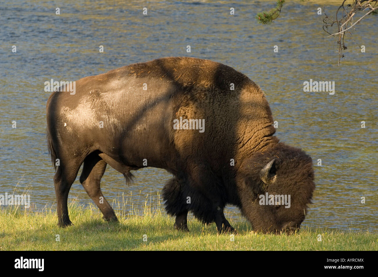 American Buffalo (Bison Bison) Weiden am Fluss, Yellowstone-Nationalpark, Wyoming, USA Stockfoto