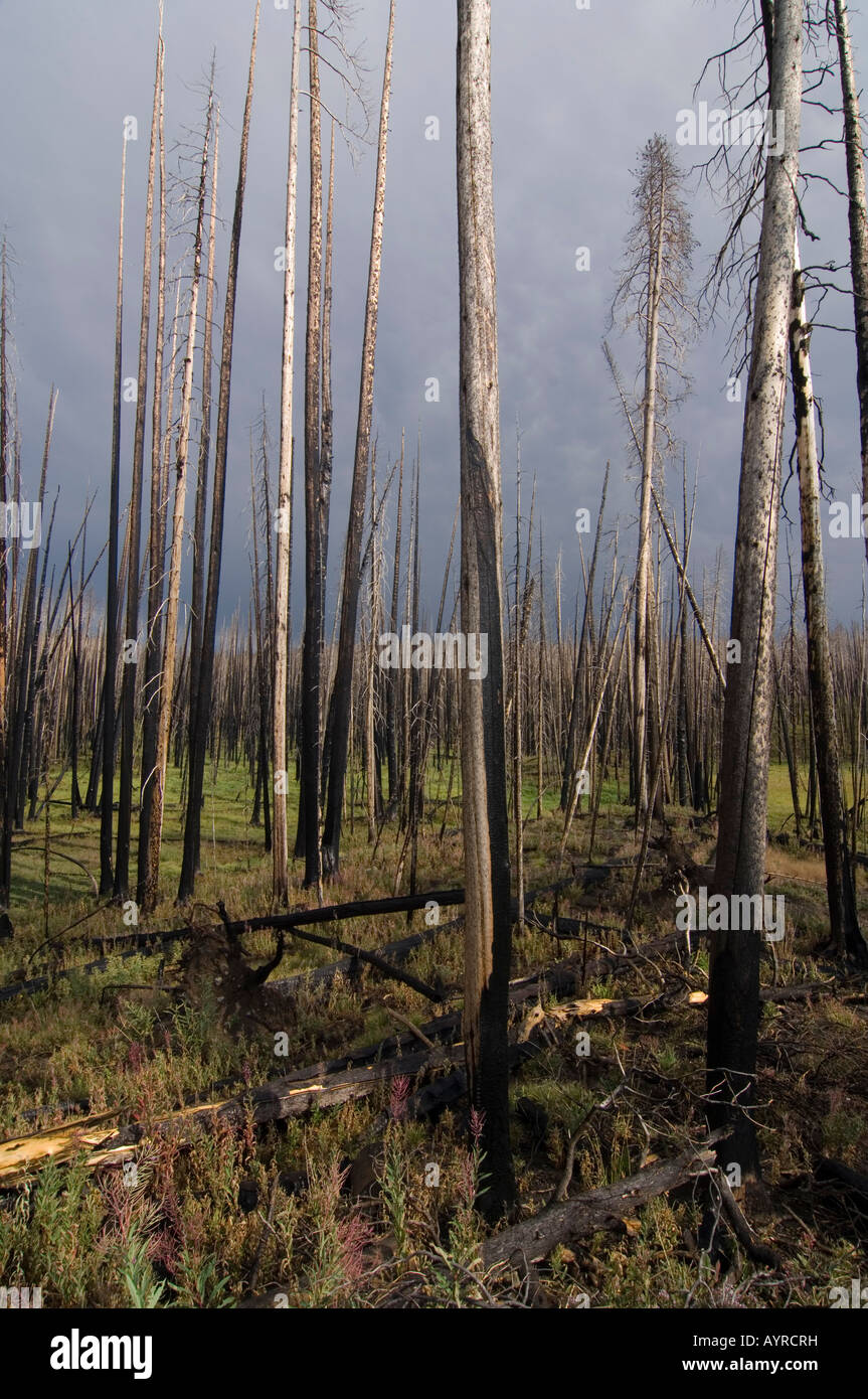 Verkohlte, tote Bäume nach einem Waldbrand im Yellowstone-Nationalpark, Wyoming, USA Stockfoto