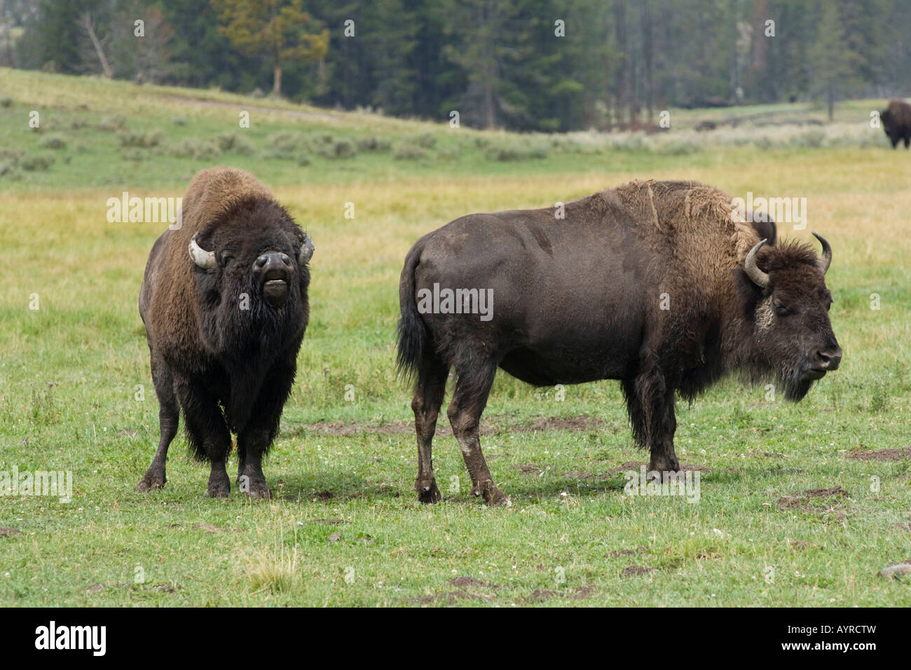 Amerikanische Büffel (Bison Bison), Flehmen Antwort, Yellowstone-Nationalpark, Wyoming, USA Stockfoto