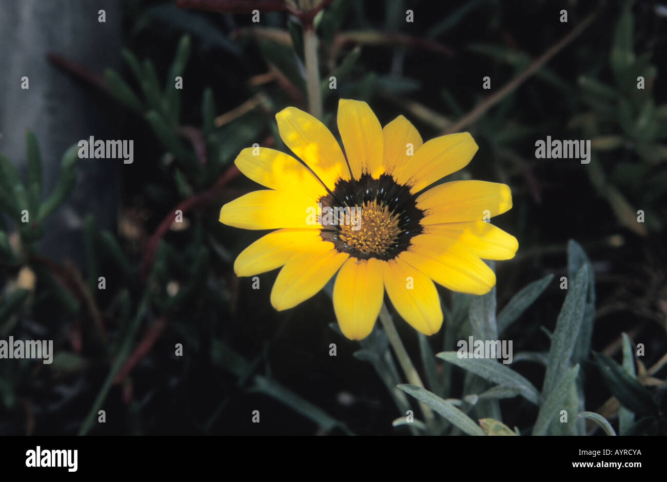 Nahaufnahme von Gazanien Splendens Ortschaften Botanischer Garten Blanes Girona Katalonien Spanien Europa Stockfoto