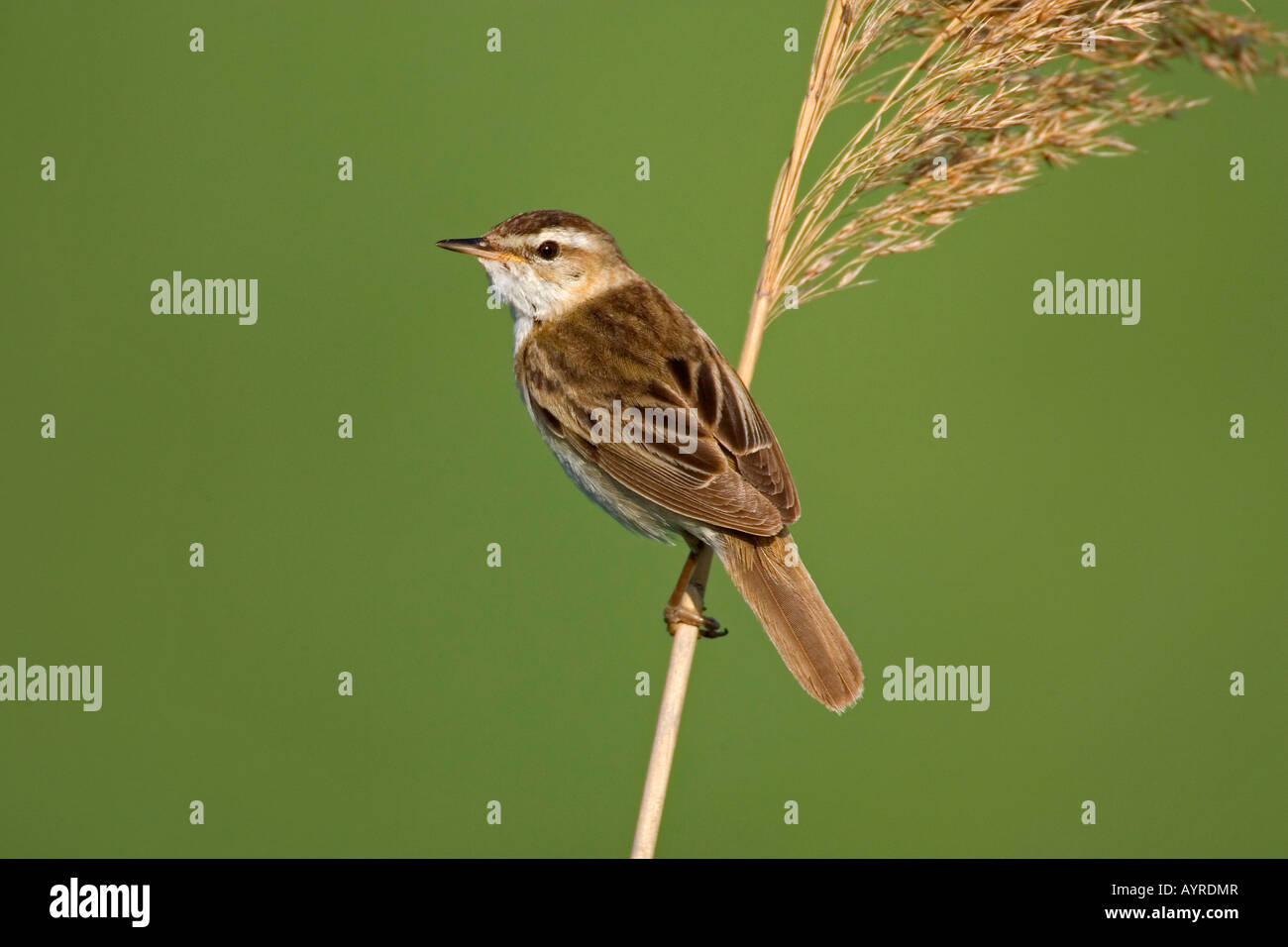 Schilfrohrsänger (Acrocephalus Schoenobaenus), Neusiedler See (Neusiedler See), Österreich, Europa Stockfoto