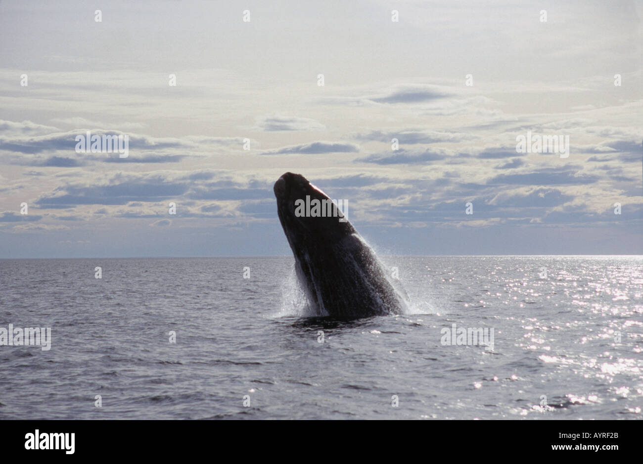 Patagonien Argentinien 18 Nov 03 Southern Right Wal Halbinsel Valdes Golfo Nuevo Chubut James Sturcke abspringen Stockfoto
