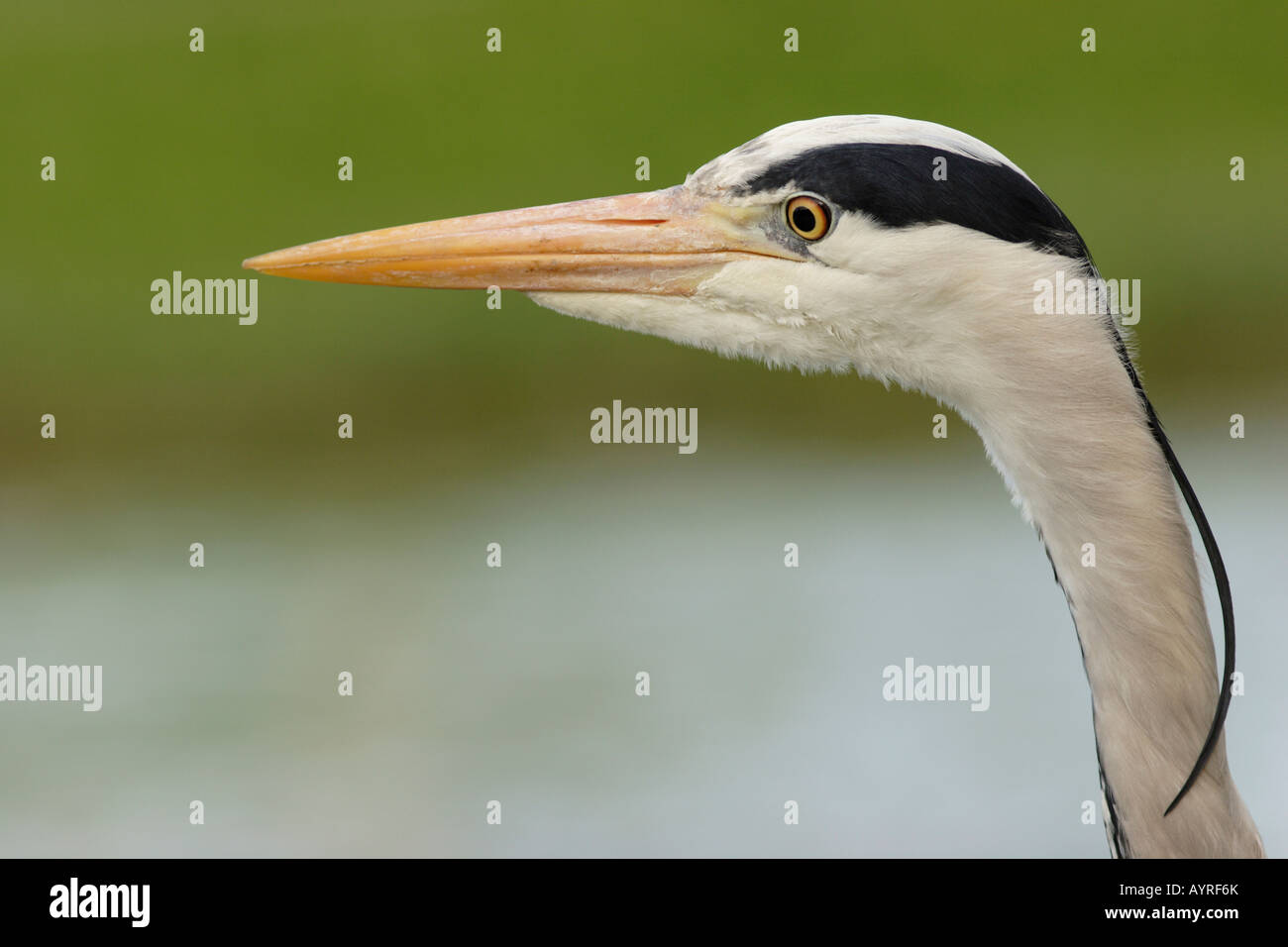 Porträt eines Graureiher (Ardea Cinerea), Stuttgart, Baden-Württemberg, Deutschland Stockfoto