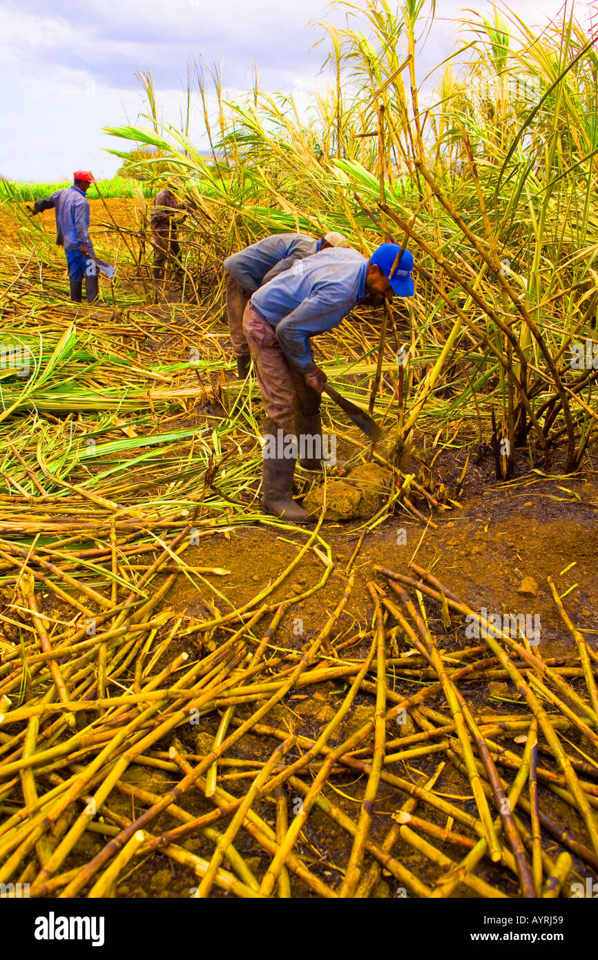 Mauritius - Plantage Personal Hand-schneiden Zucker cane.harvest Stockfoto