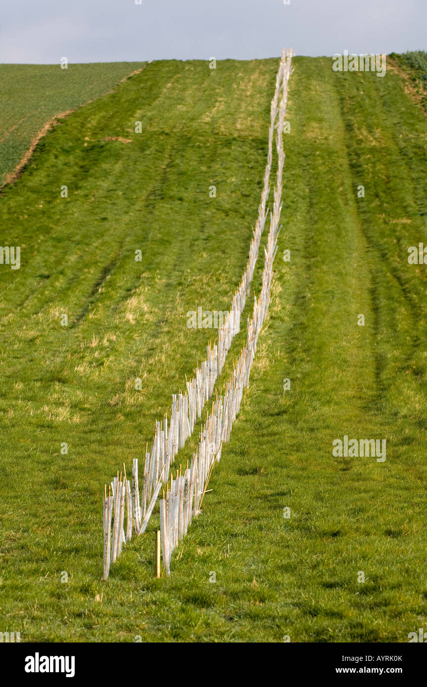 Neu gepflanzte Headge mit anti-Kaninchen-Schutzrohre geschaffen, um ein Feld Grenze in ein Projekt Wildlife Area Oxfordshire Stockfoto