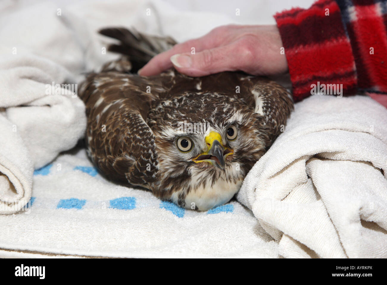 Verletzten Mäusebussard (Buteo Buteo) Stockfoto