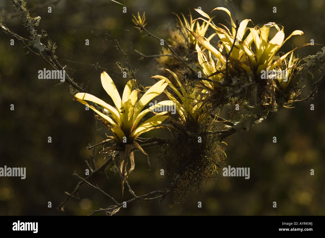 Bromelie (Tillandsia Insularis) auf die Filiale hinterleuchtete Floreana Hochland Galapagosinseln Ecuador Pazifischen Ozean wächst Stockfoto