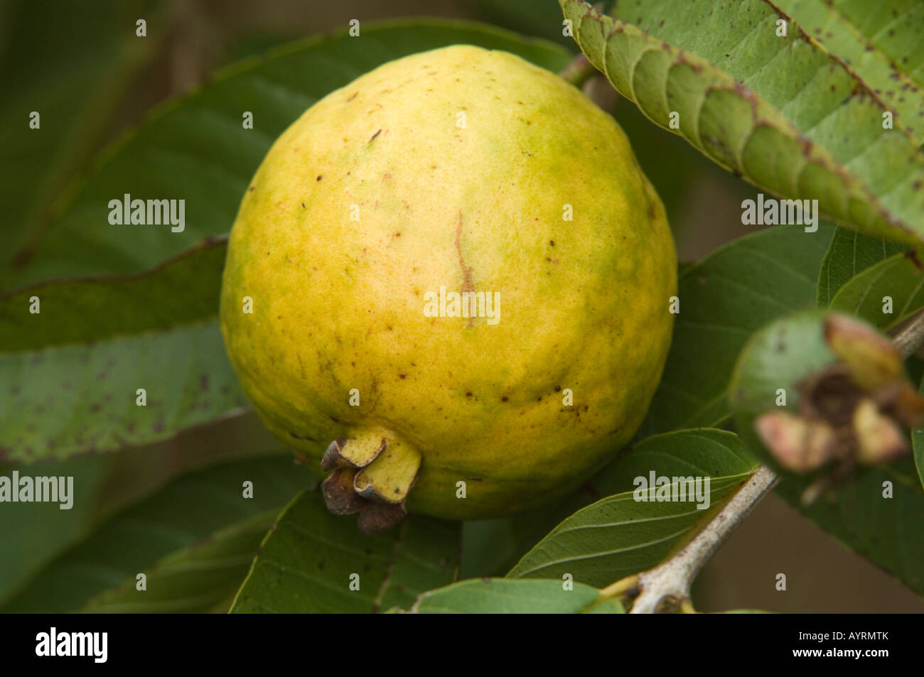 Guave (Guave Guajava) Frucht am Baum invasive Pflanze eingeführt Los Gemelos Santa Cruz Galapagos Stockfoto