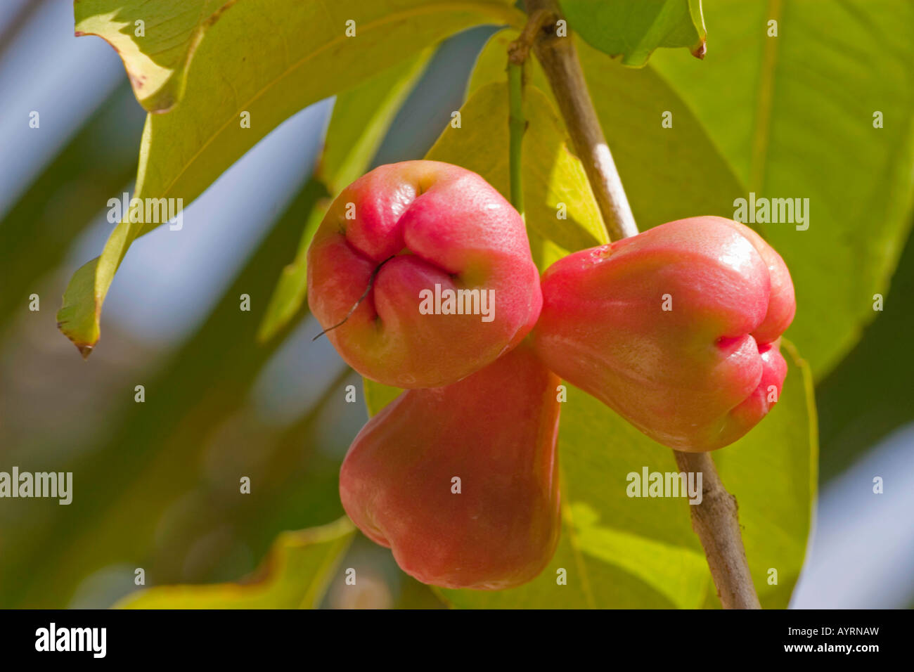 Cashew-Frucht (Anacardium Occidentale) Stockfoto