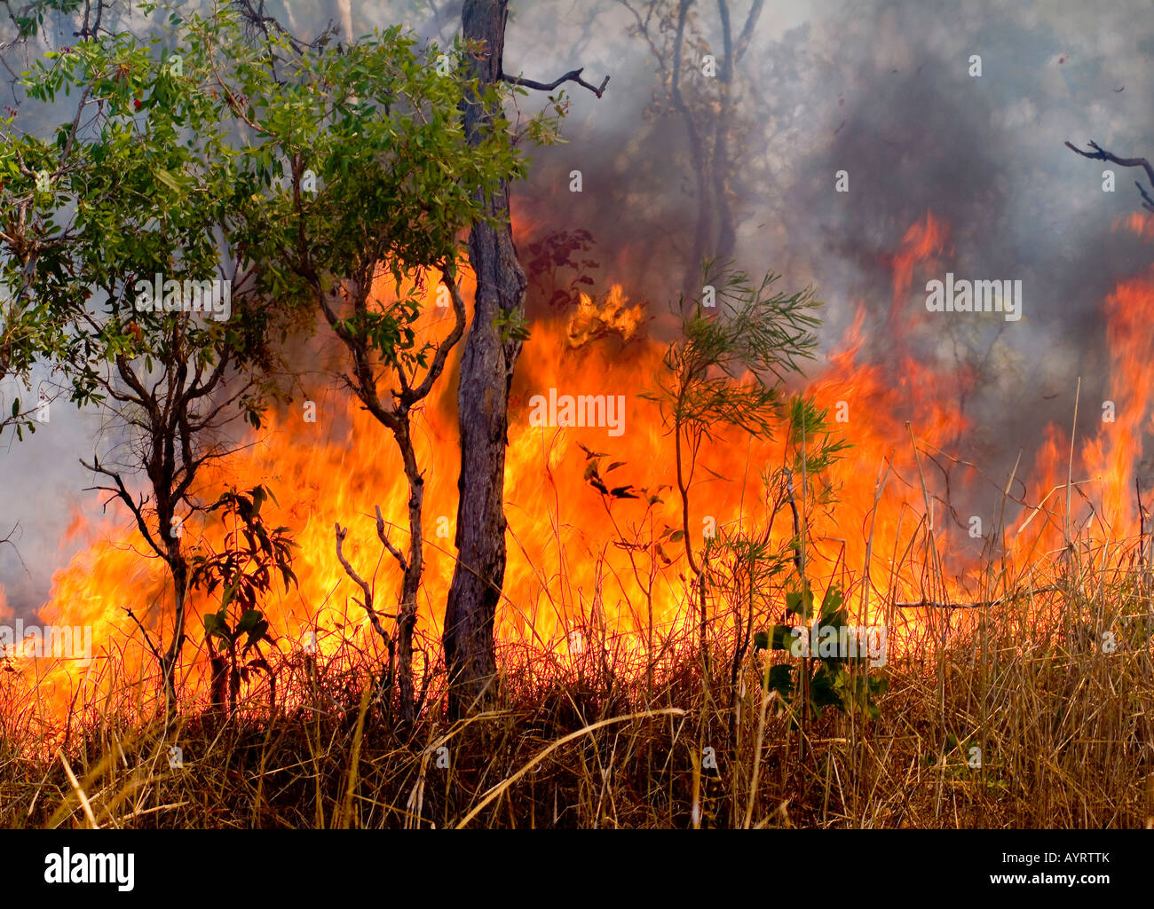 Bush Feuer, Waldbrand in Western Australia, Australien Stockfoto