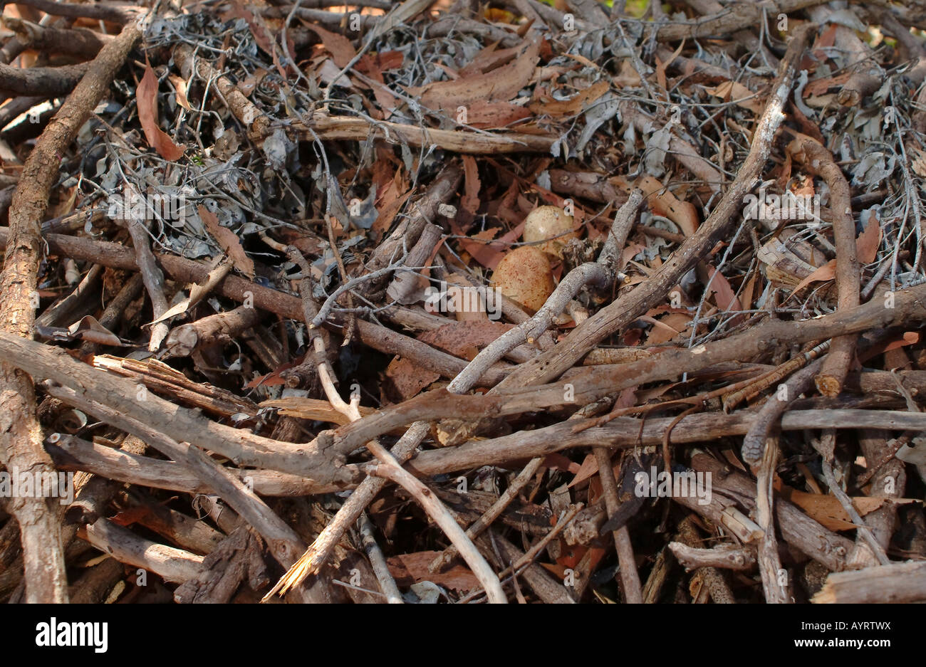 Kehlsteinhaus (Aquila), Alice Springs Desert Park, Northern Territory, Australien Stockfoto
