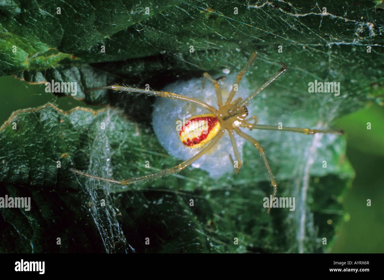 Spinnennetz Spider (Enoplognatha Lineata) und Ei-Kokon Stockfoto