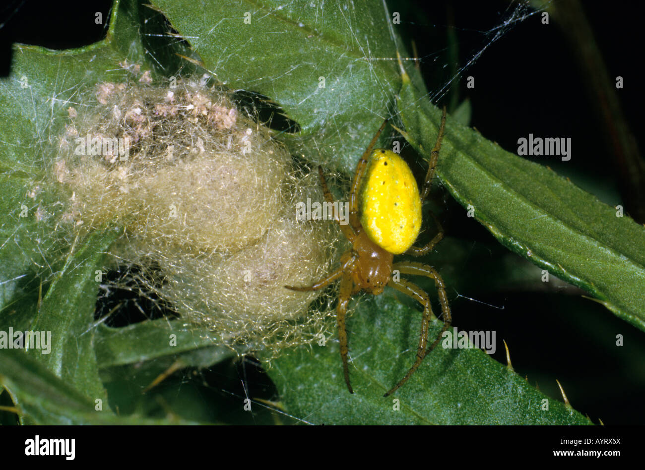 Gurke Green Spider (Araniella Cucurbitina) wacht über Jungspinnen Stockfoto