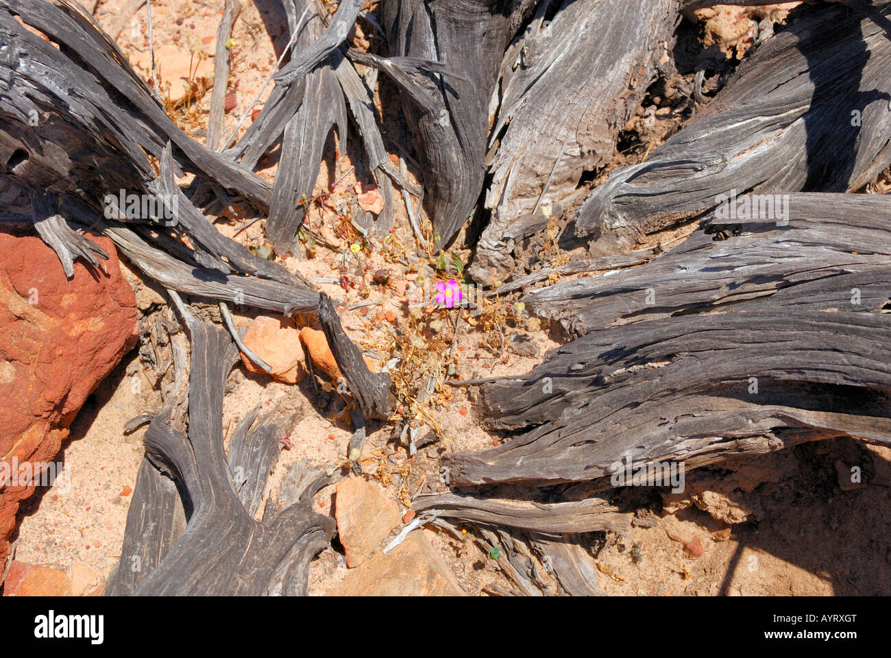 Einzelne Parakeelya in der Mitte auseinander gebrochen Baumstamm, Kalbarri National Park, Western Australia, Australien Stockfoto