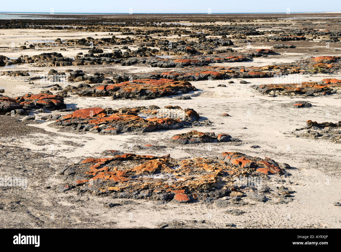 Teilweise erhaltene Stromatolith Formationen an der Hamlin Pool Marine Nature Reserve, Western Australia, Australia Stockfoto