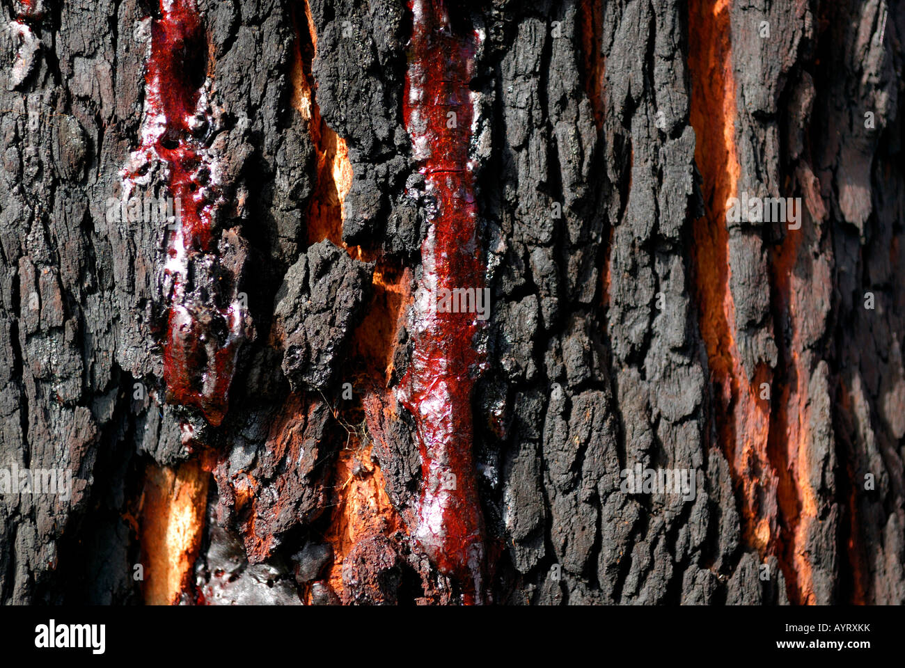 Harz, produziert durch einen verkohlten Red Gum oder Marri Baum (Corymbia Calophylla), Ambergate Reserve, Western Australia, Australien Stockfoto