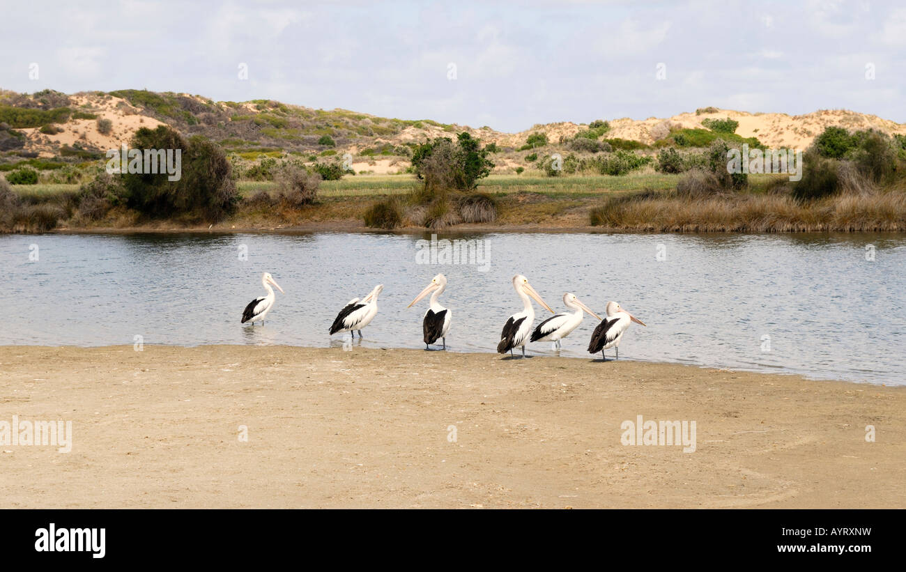 Pelikane (Pelecanidae) auf einer Sandinsel im Bowes River, Western Australia, Australien Stockfoto