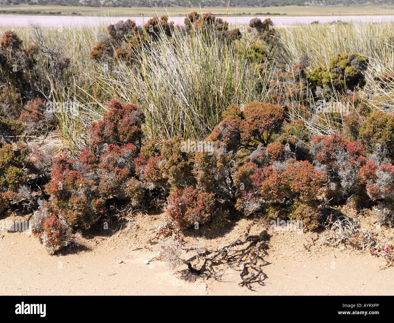 Salzpfanne Vegetation, Hutt Lagune, rosa Seen, Port Gregory, Western Australia, Australien Stockfoto