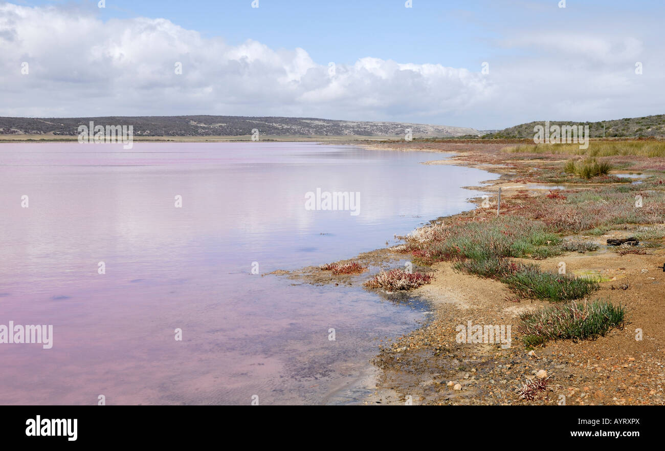 Ufer des Hutt Lagune, rosa Seen, Port Gregory, Western Australia, Australien Stockfoto