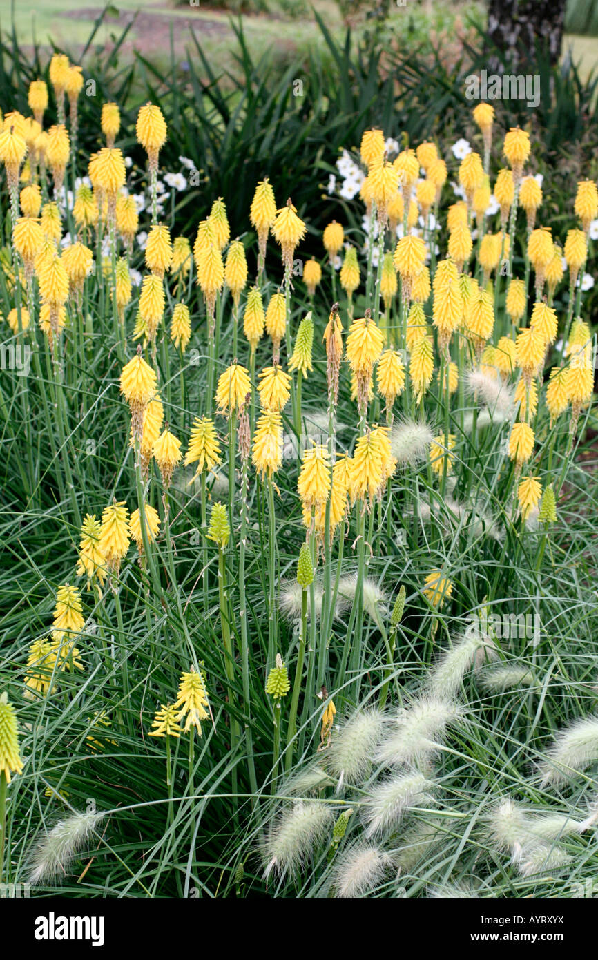 KNIPHOFIA BRIMSTONE ENDE SEPTEMBER Stockfoto