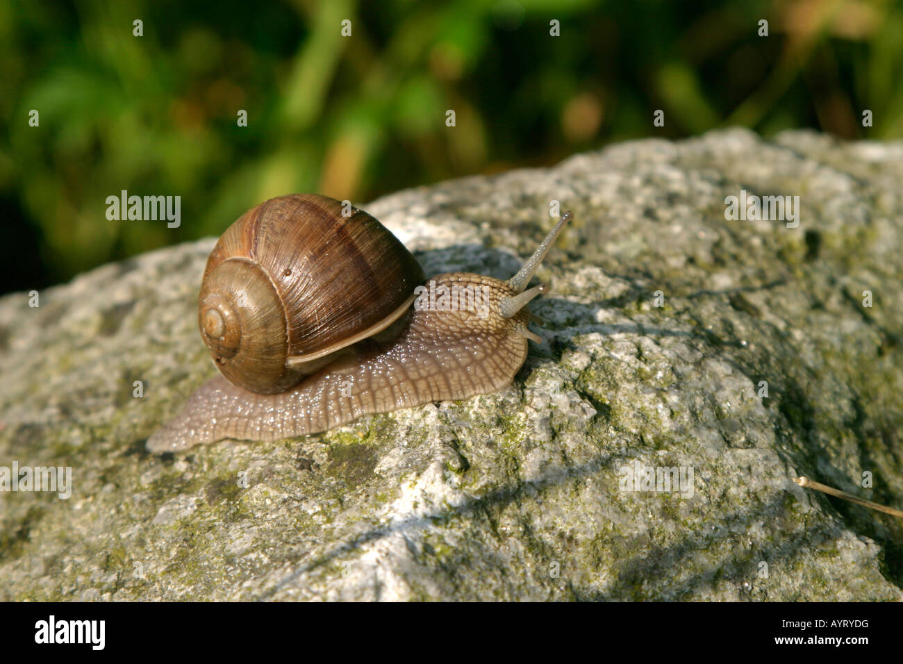 Burgund-Schnecke, Roman Snail oder essbare Schnecke (Helix Pomatia) Stockfoto