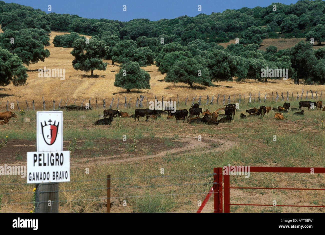 Zeichen, "Peligro Ganado Bravo" (Wildrinder überqueren), Costa De La Luz, Provinz Cádiz, Andalusien, Spanien Stockfoto