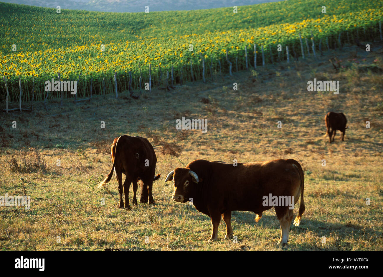 Stier und Kuh, Costa De La Luz, Provinz Cádiz, Andalusien, Spanien Stockfoto