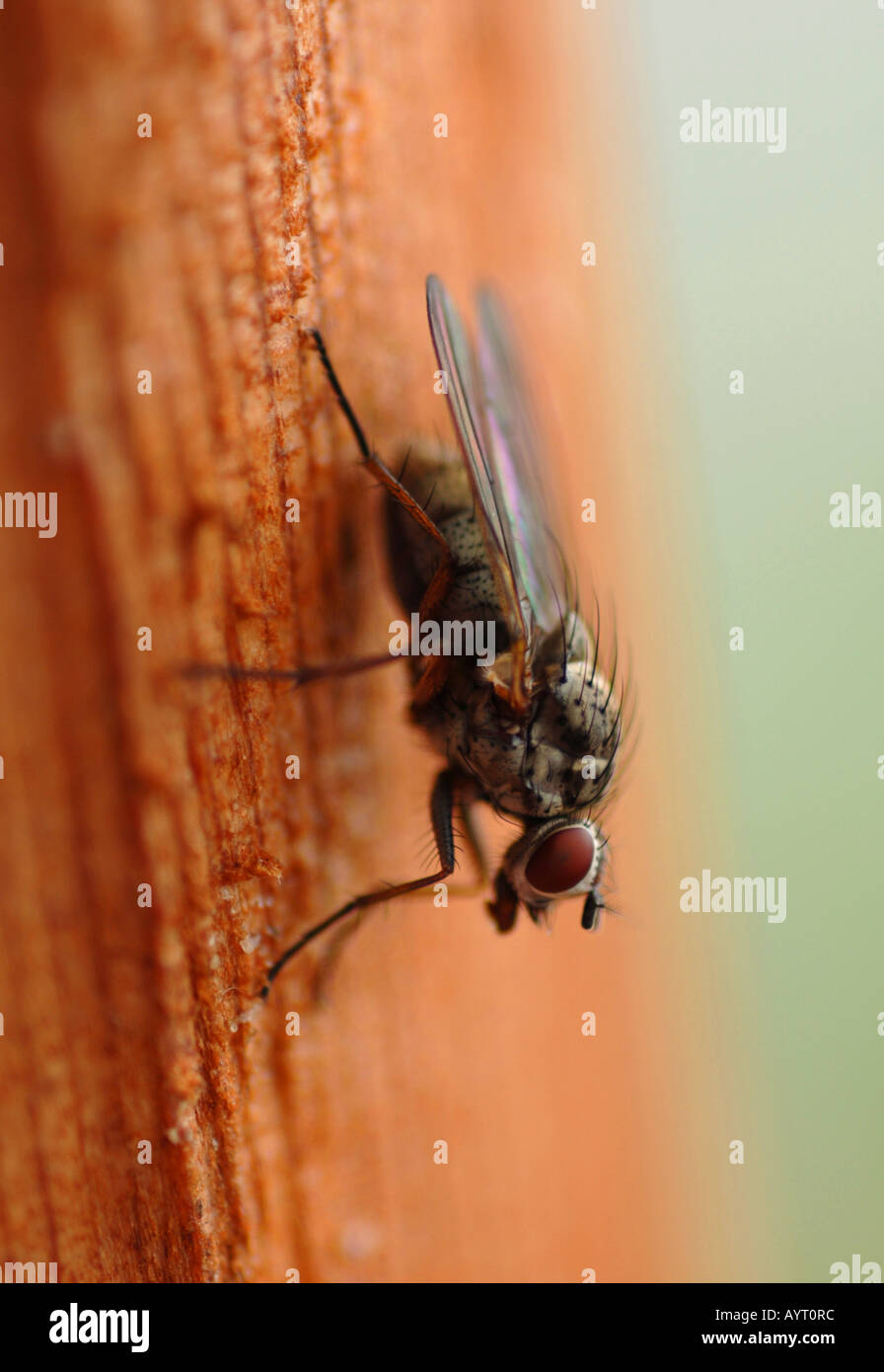 Fliegen Stockfoto