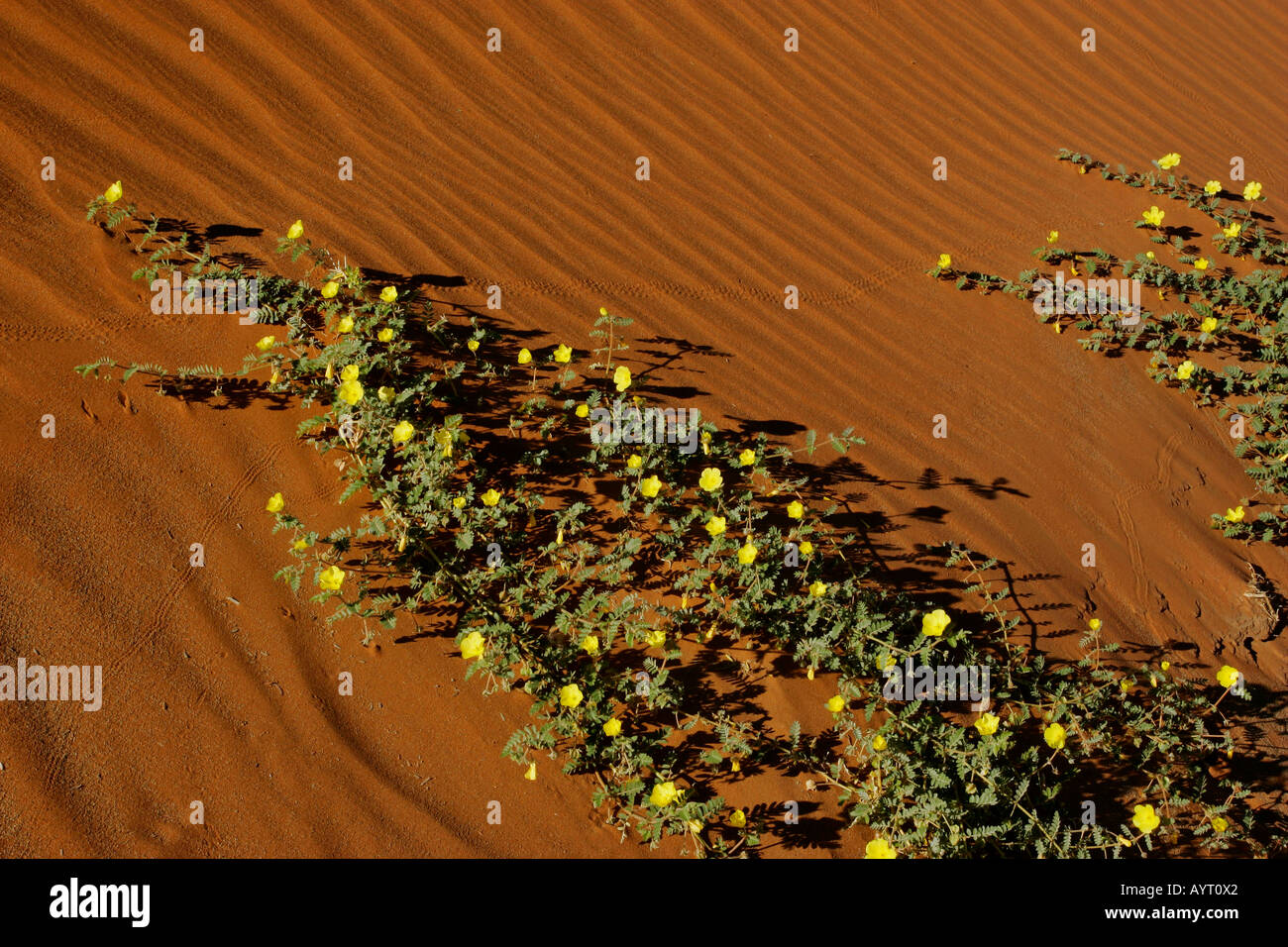 gelb blühende Blumen Tribula Terrestris und Camel Thorn Bäumen Akazie Erioloba in der Namib-Wüste Namib-Wüste Namib Naukluf Stockfoto