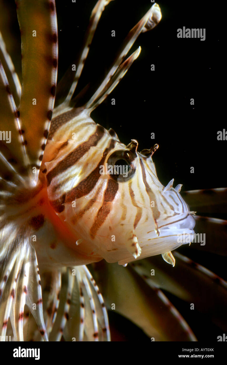 Rot Rotfeuerfisch (Pterois Volitans), Rotes Meer Stockfoto