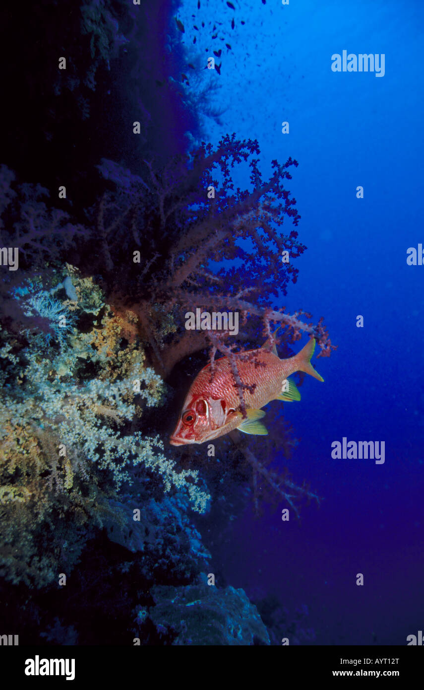 Riesige Squirrelfish oder Sabre Squirrelfish (Sargocentron Spiniferum) auf ein Drop-off, Rotes Meer Stockfoto