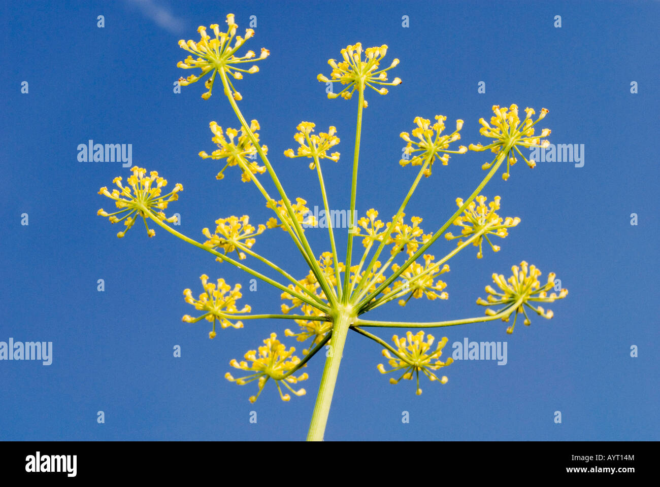 Fenchel-Blume vor einem blauen Himmel (Foeniculum Vulgare) Stockfoto
