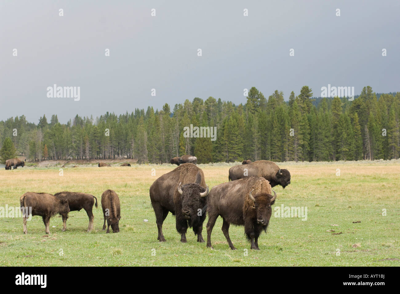 Amerikanischer Bison oder Büffel (Bison Bison) Stier und Kuh mit jungen, Yellowstone-Nationalpark, Wyoming, USA Stockfoto