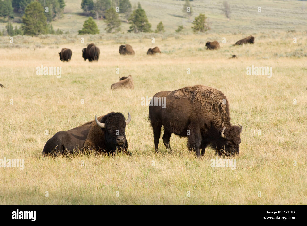 Amerikanischer Bison oder Büffel (Bison Bison), Hayden Valley, Yellowstone-Nationalpark, Wyoming, USA Stockfoto