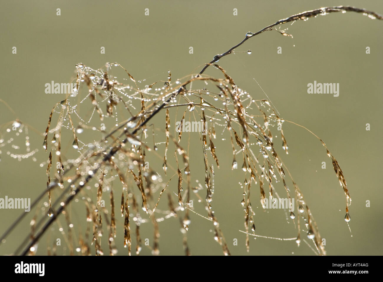 Morgentau auf Seggen - Cyperaceae Stockfoto