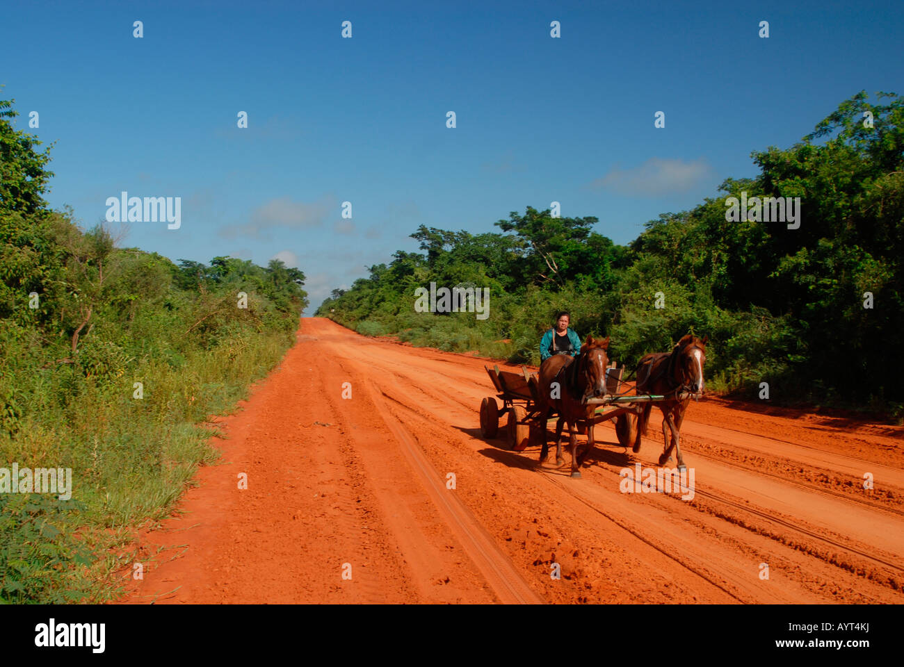 Traditionelle Pferd Kutsche durchqueren rote Feldweg zwischen üppiger grüner Vegetation auf beiden Seite, blauer Himmel, San Pedro, Paraguay Stockfoto