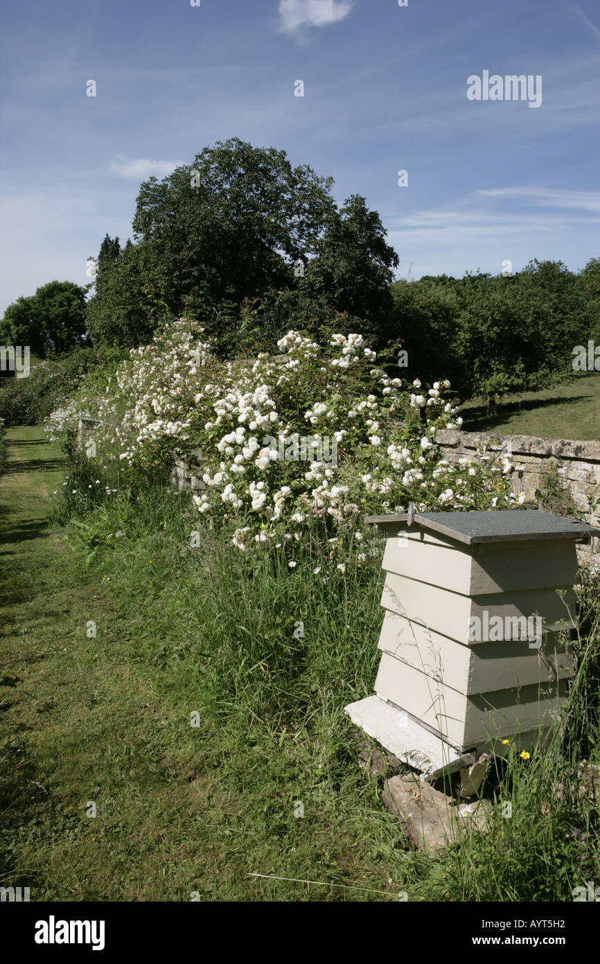 Die nationale Sammlung der Rambler-Rosen im Moor Holz Woodmancote Stockfoto