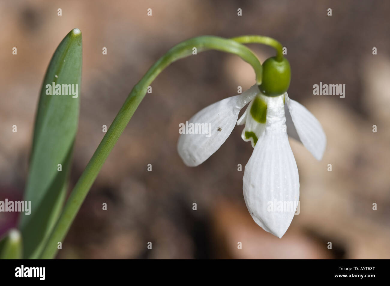 Schneeflocke Blume Blutenblatt Blutenblatter Blumen Nahaufnahme Detail Fruhen Natur Hintergrund Schneeglockchen Schnee Tropfen Auf Einer Blute In Den Usa Stockfotografie Alamy