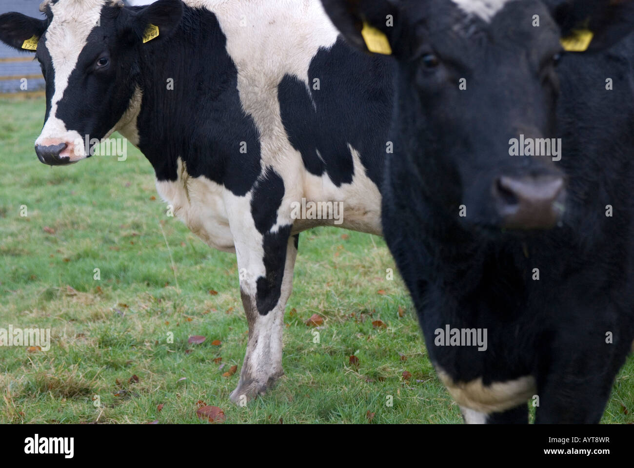 Kühe Stockfoto
